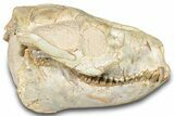 Fossil Juvenile Oreodont (Merycoidodon) Skull - South Dakota #302864-1